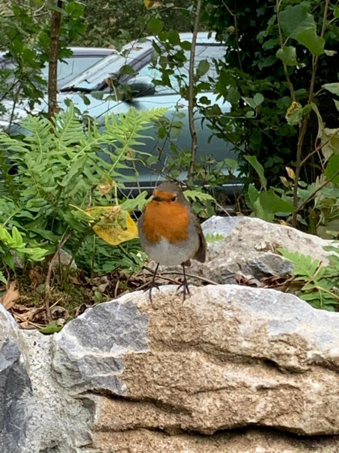 Burren Court Lodge Ballyvaughan Esterno foto